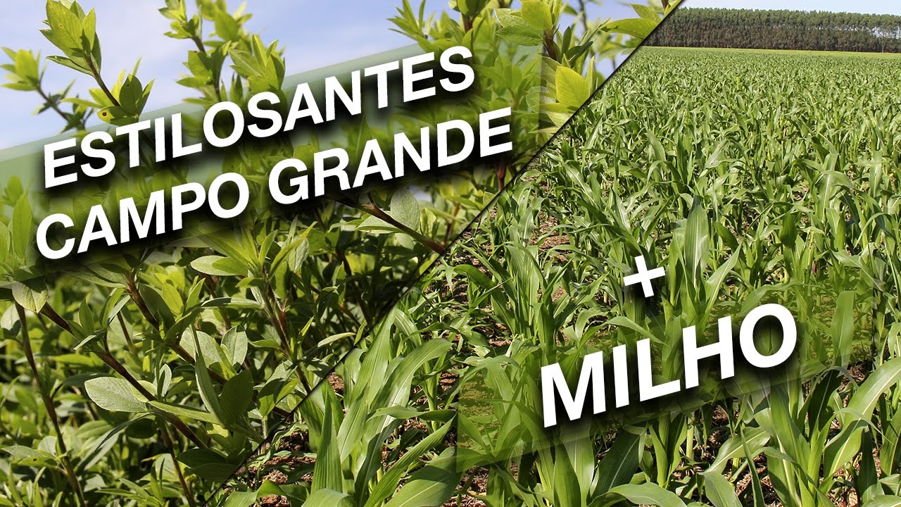 Solo de baixa fertilidade produzindo Muito - Milho com Estilosantes Campo Grande