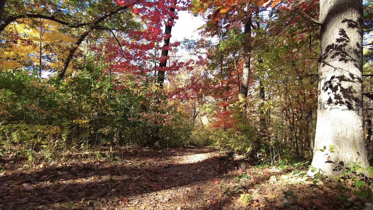 4K Ambient Peak Fall Color Virtual Walk in the Autumn Woods Park [ASMR Crunchy Walk on Fall Leaves]