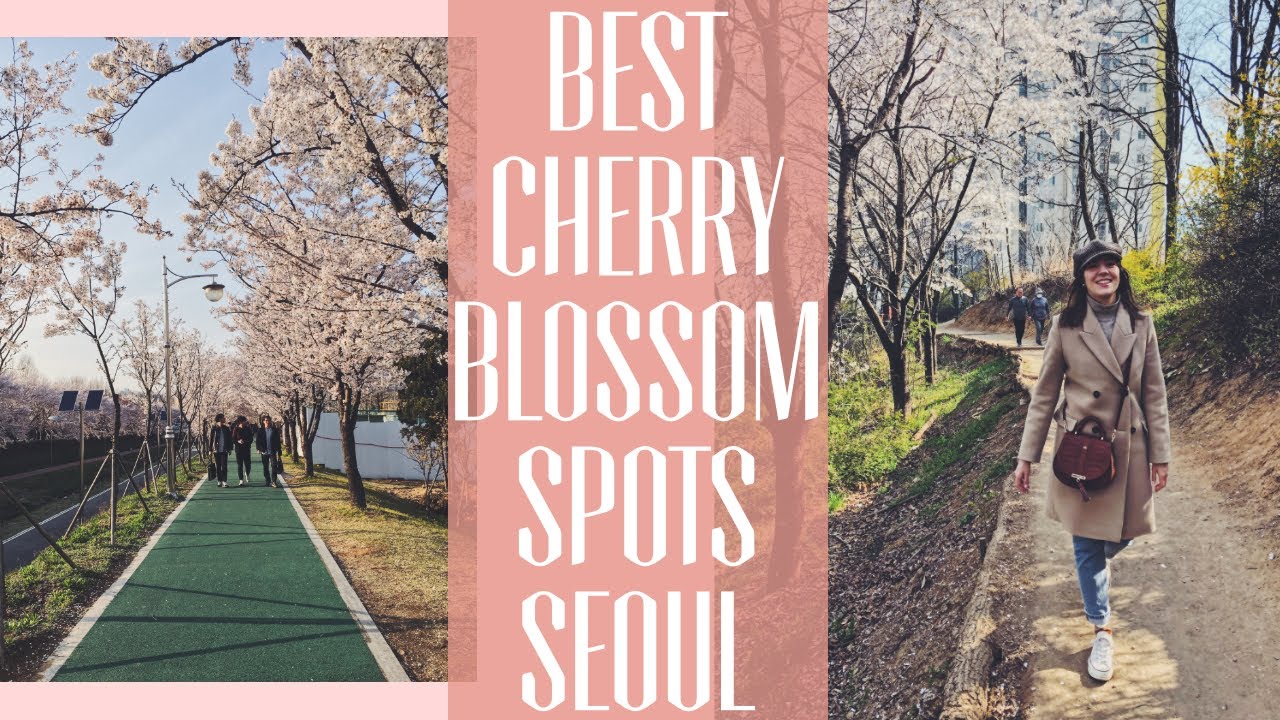 5 🌸 BEST 🌸 CHERRY 🌸 BLOSSOM 🌸 SPOTS 🌸 IN 🌸 SEOUL