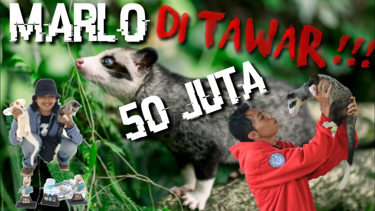 SEMUA TENTANG SI GANTENG MARLO !!!