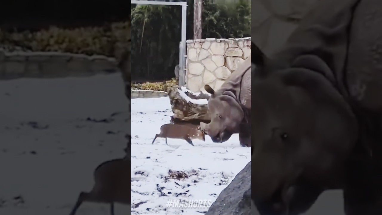 This RHINO will REGRET IT ! Deer vs Rhino - Funny Animals Encounters - Thailand 鹿対サイ 