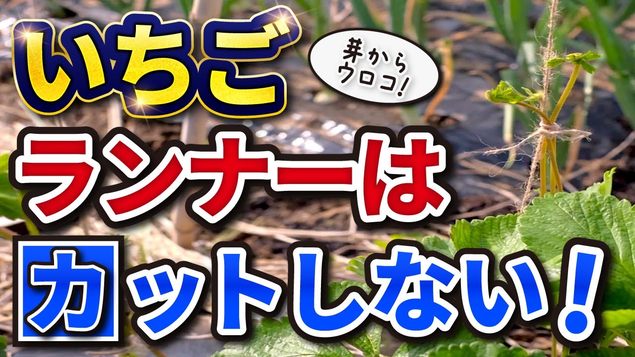 #10.【いちご栽培】ホントは教えたくない！いちごのランナーはカットしなくていい⁉【家庭菜園】