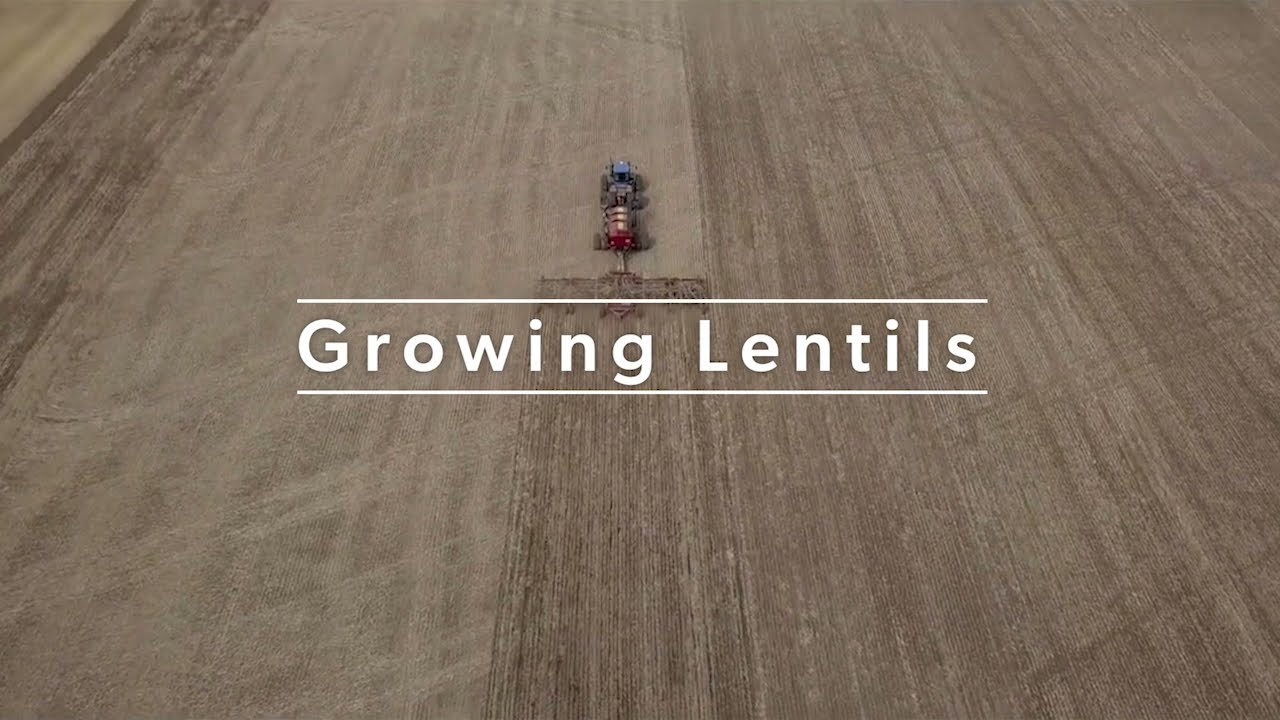 Growing Lentils