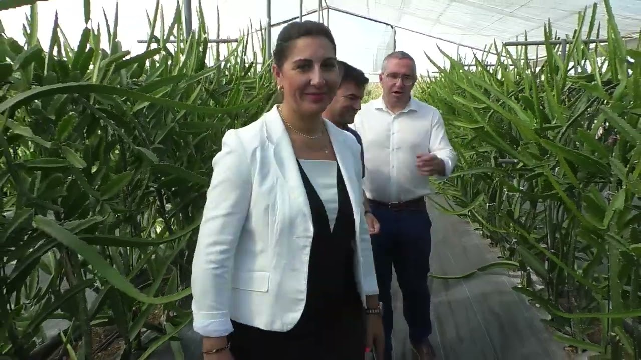 Noticia La pitaya el cultivo de emprendedores palaciegos
