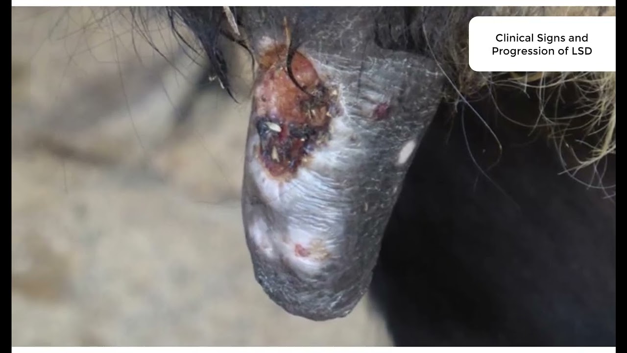 Lumpy skin disease: clinical signs and progression