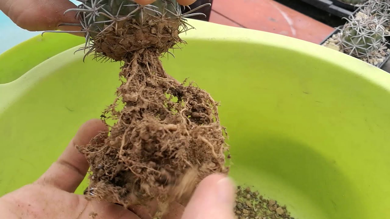 Travasare cactus: il genere Ferocactus
