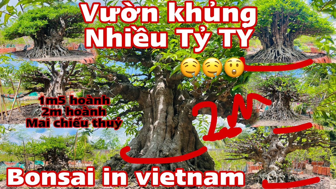 Vườn BONSAI Khủng tiền Tỷ tại miền tây | 0913843559Tâm | Transforming  bonsai | Taman bonsai Vietnam