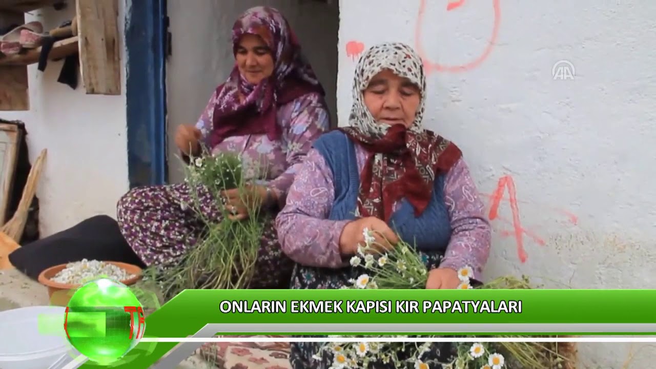 Onların ekmek kapısı kır papatyaları