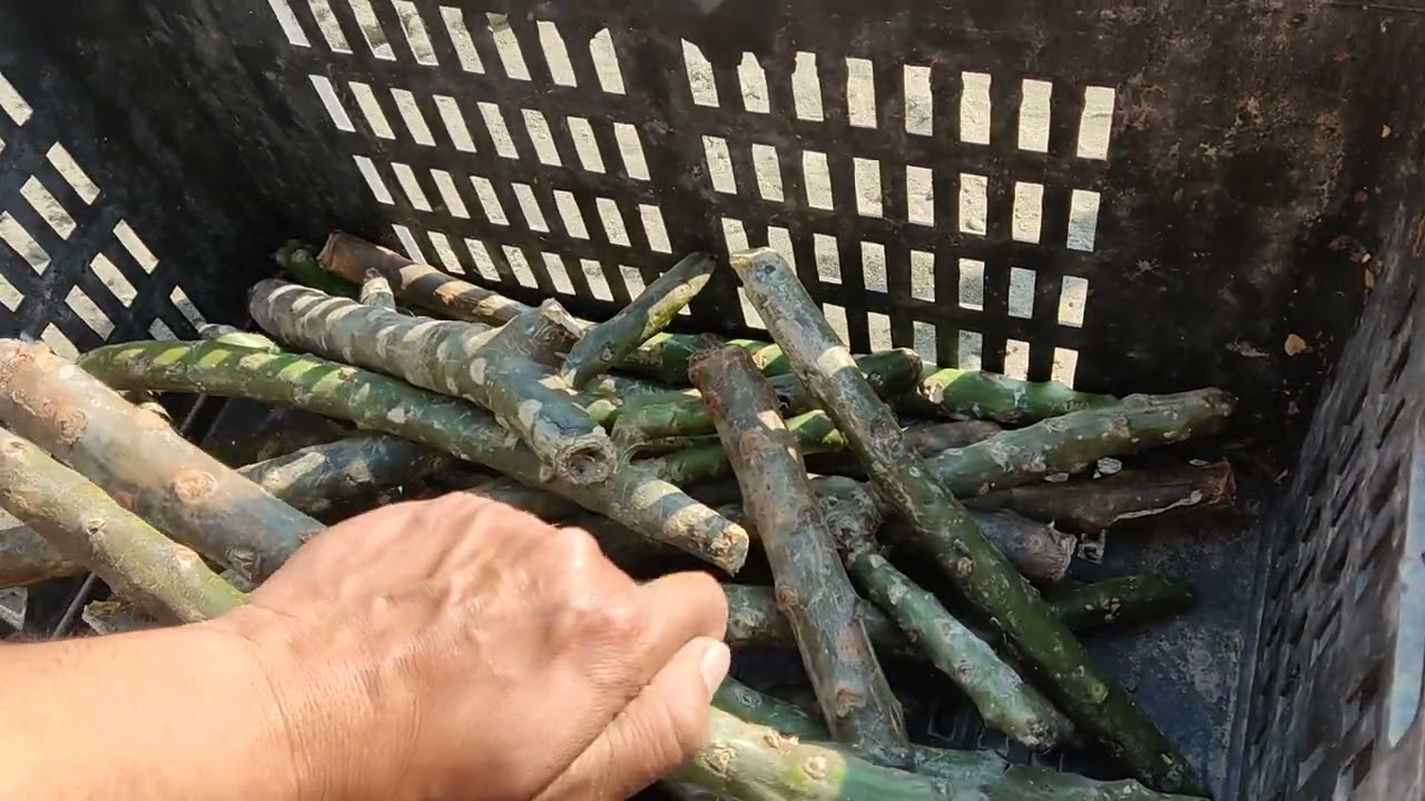 طريقة زراعه الفتنه او الياسمين الهندي