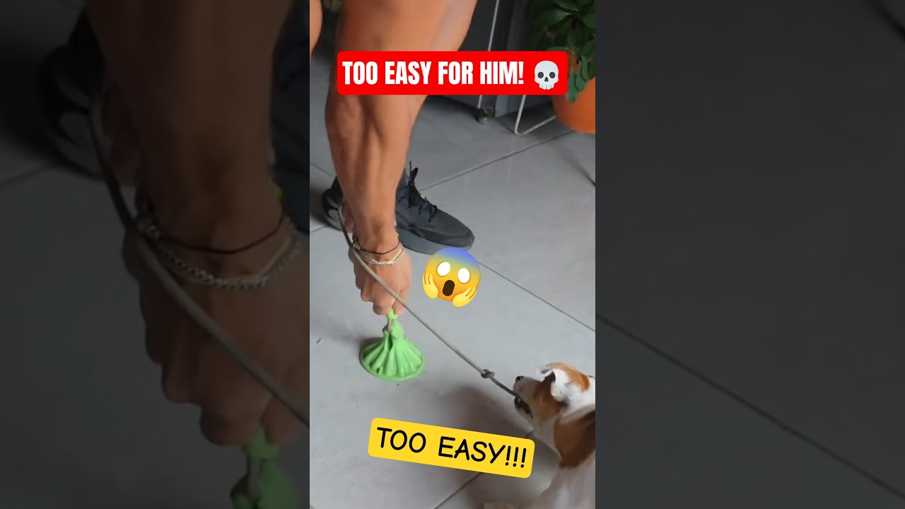 He Thought This Toy Was Dog-Proof&hellip; He Was Wrong! 😂🐶