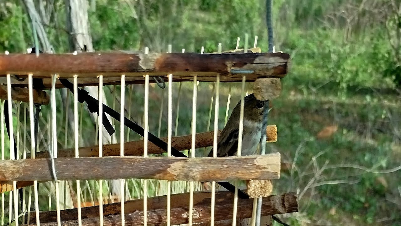 PEGANDO GOLINHA NO AL&Ccedil;AP&Atilde;O E QUASE NAO CAI