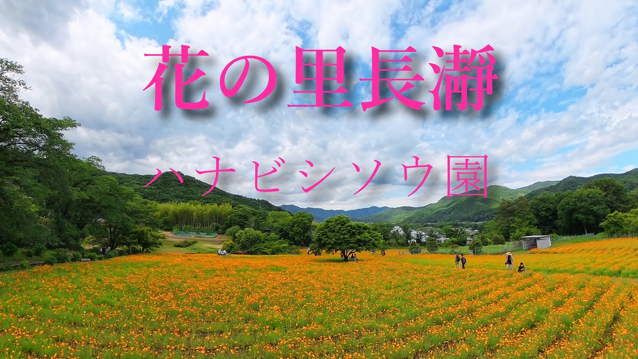 [4K] 「ハナビシソウ」１万㎡の丘陵に可憐な花が咲き乱れるハナビシソウ園 / 花の里長瀞