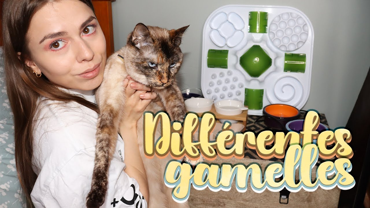 Différentes Gamelles POUR CHAT 😸  |  Matières, Anti-glouton, Classique ...