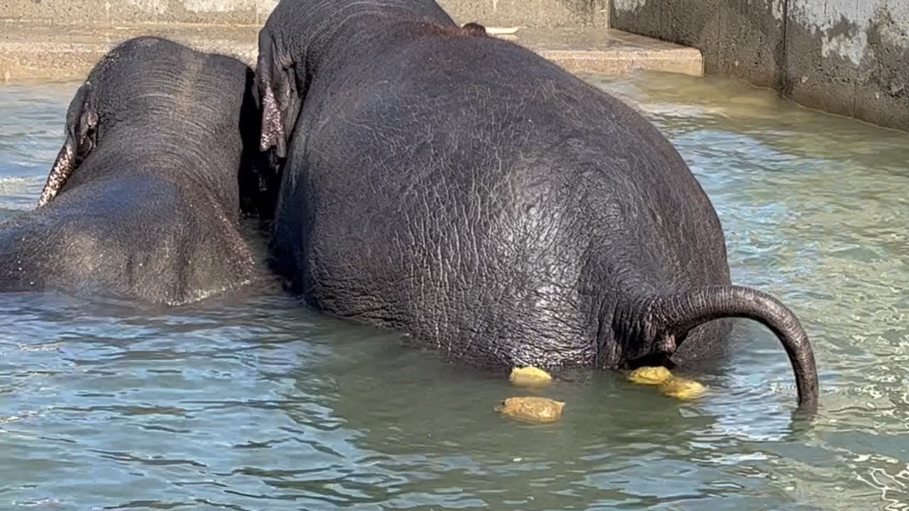 ゾウさんの水中ウンチ【elephant pooping in water.】