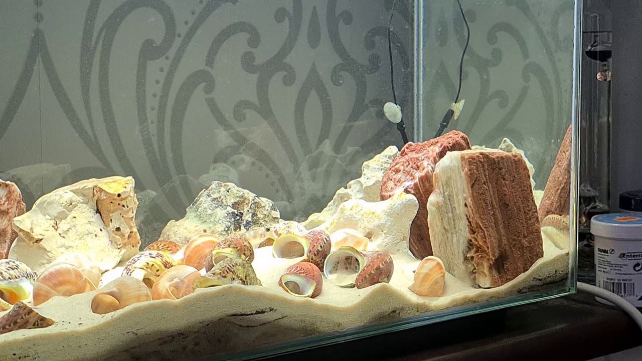 Neolamprologus meeli