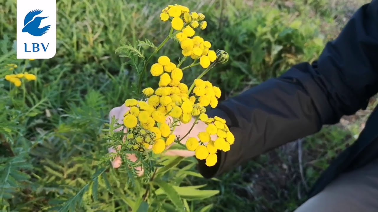 Blühinseln - so lockt ihr Wildbienen auf den Balkon und in den Garten!