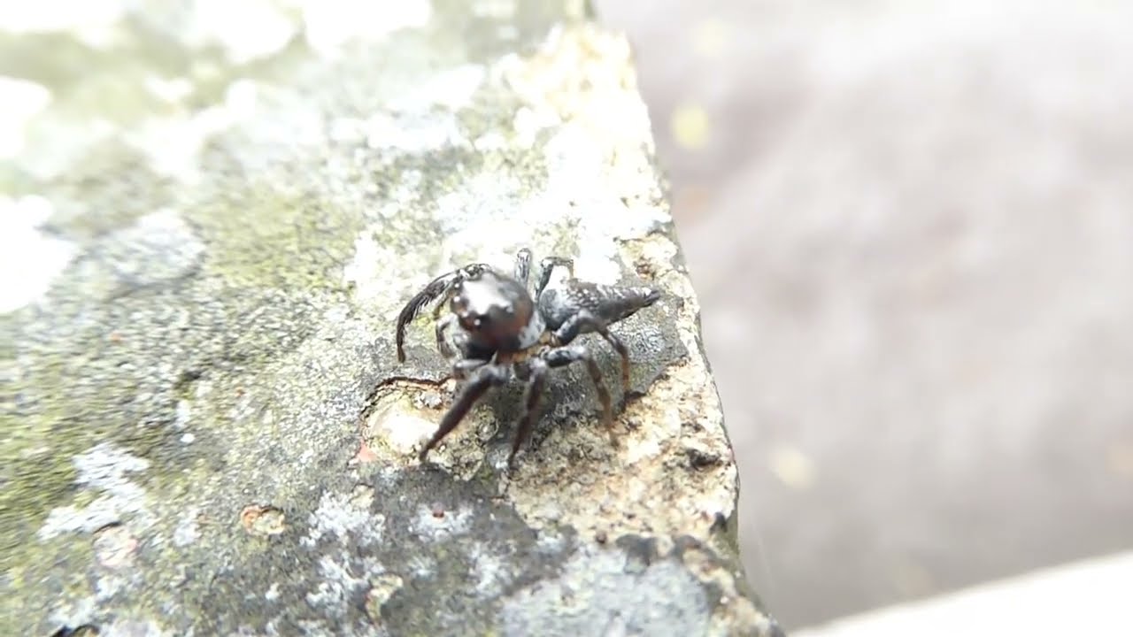 Ptocasius weyersi (Salticidae), Fraser's Hill, Malaysia, 25 May 2025