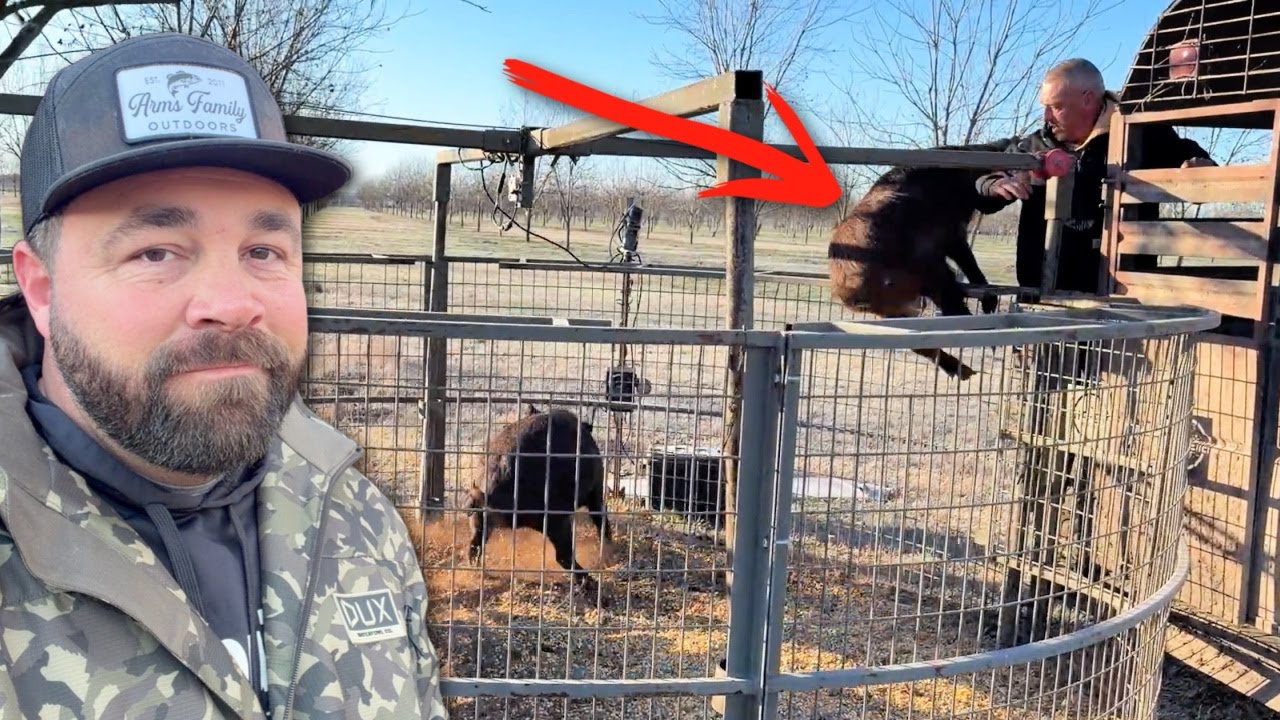 When Hogs Attack!