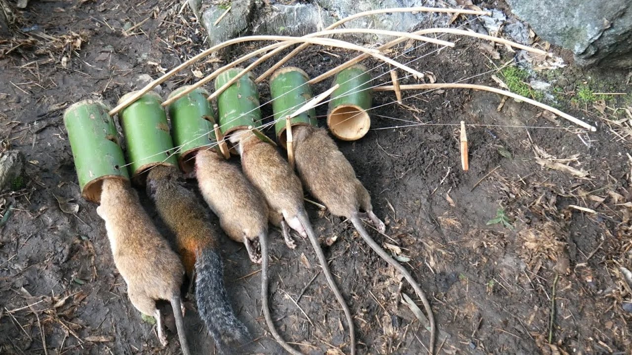 I got many rats from the forest by using my traditional technical skills episode 33