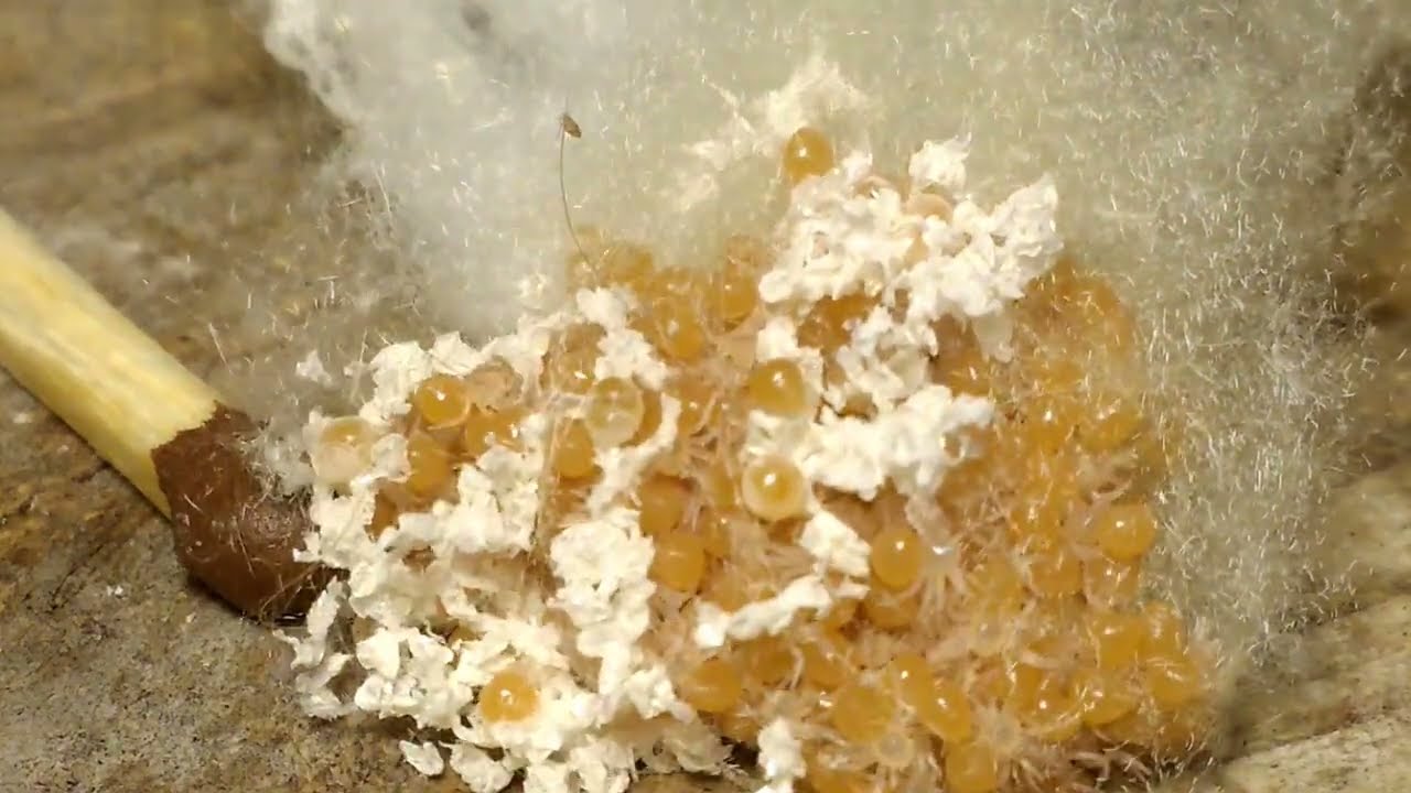Little spiders hatched from eggs Time lapse