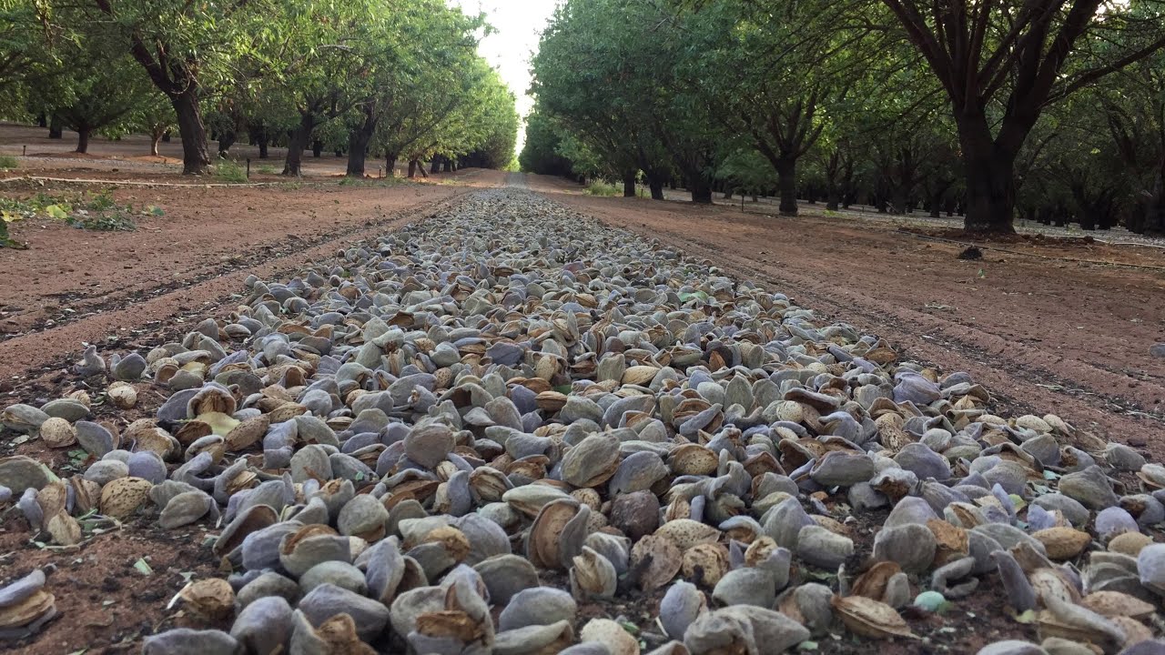AUSTRALIAN ALMONDS : 2020 BADAM HARVEST