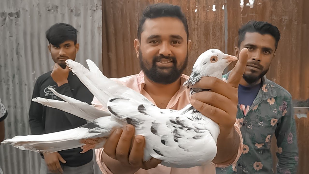 বাংলাদেশের সবথেকে বড় কবুতর | ঘোড়াশাল কবুতর হাট