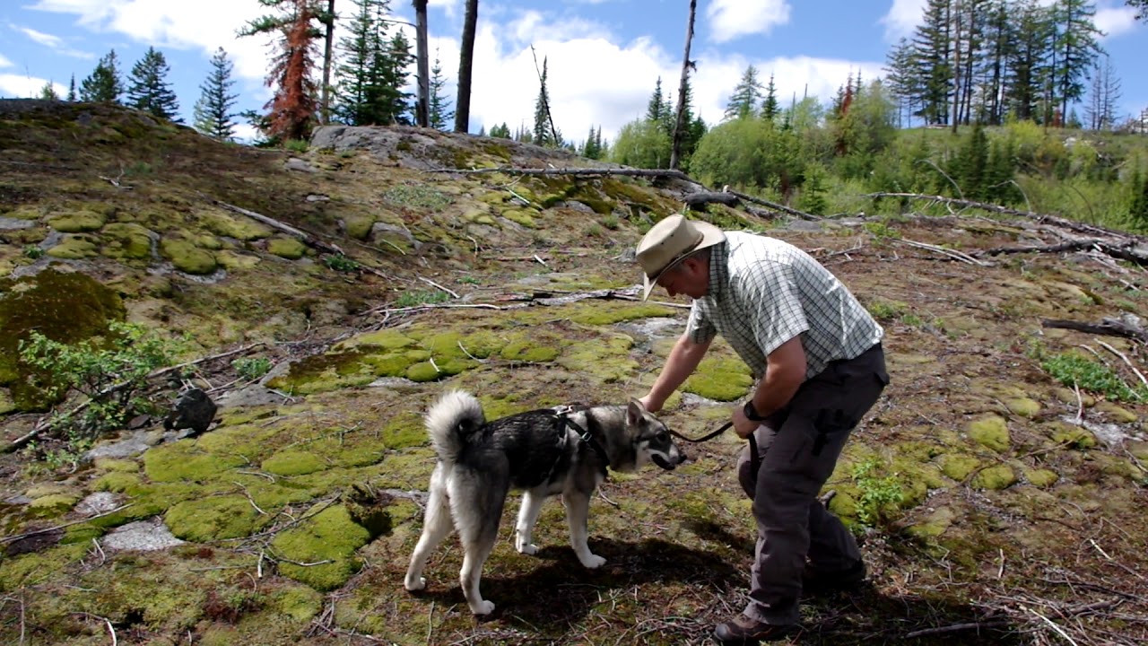 Jämthund Female - Ria - Swedish Elkhound Hiking