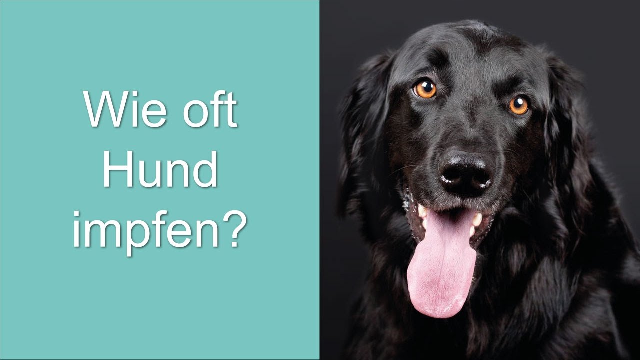 Wie oft Hund impfen?