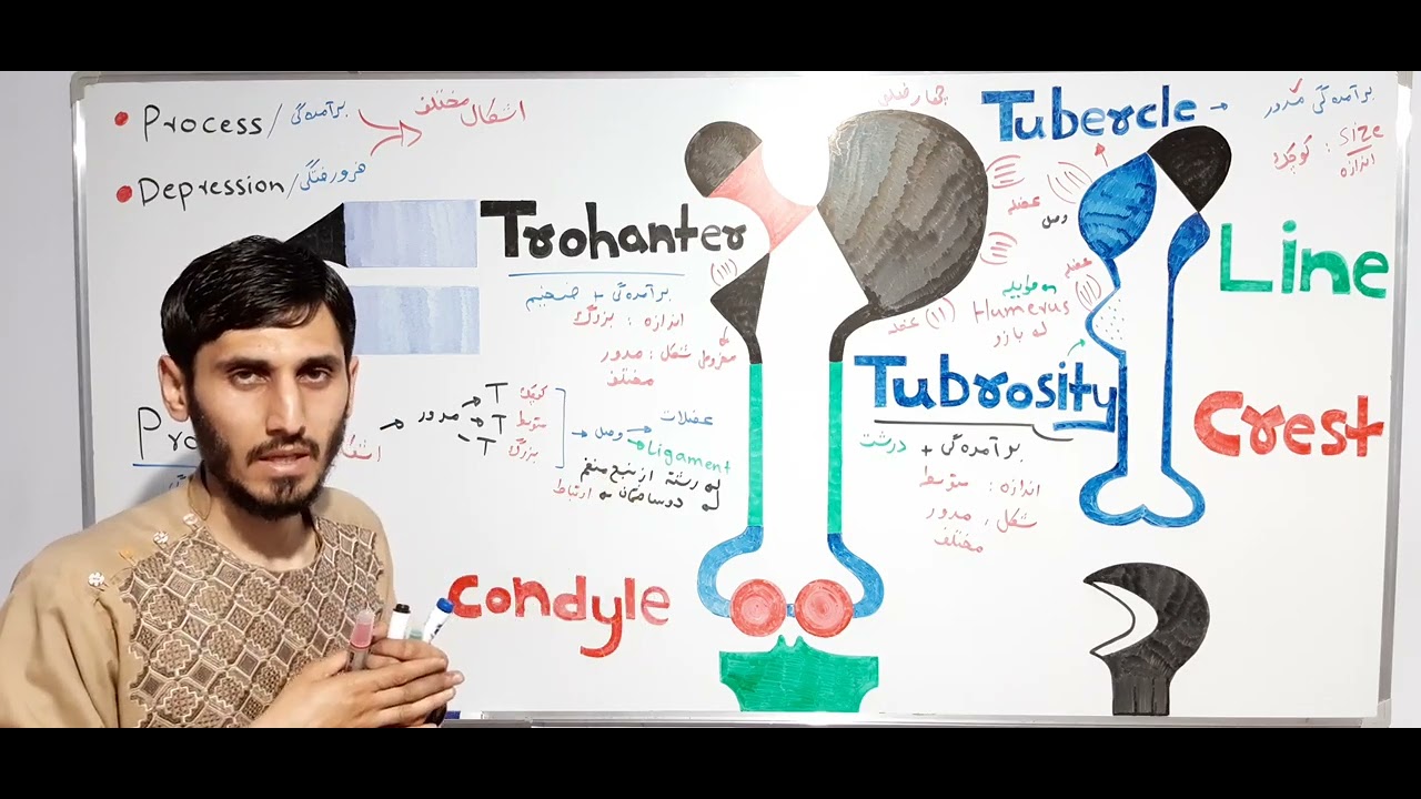 اصطلاحات مربوط به اسکلیت (درس 3) بخش اول