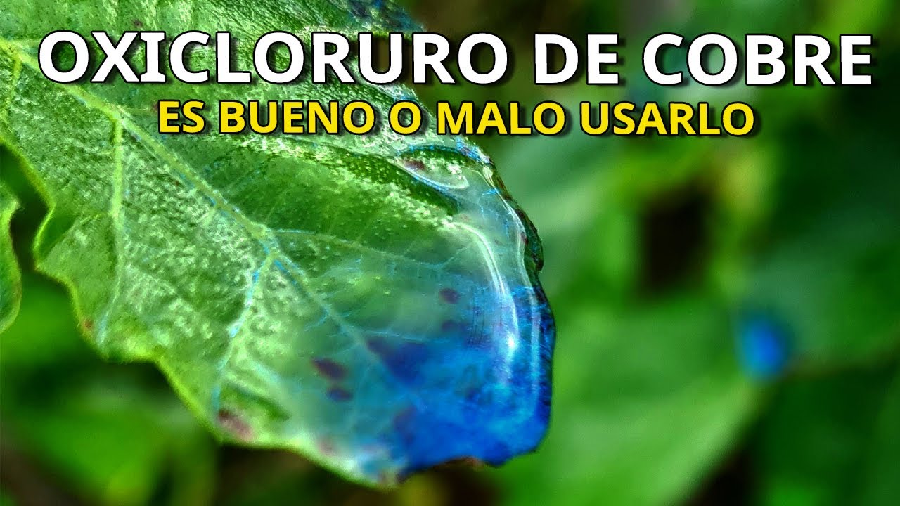 FUNGICIDA y BACTERICIDA de COBRE... Ni se te ocurra USARLO sin HABER VISTO antes este VIDEO