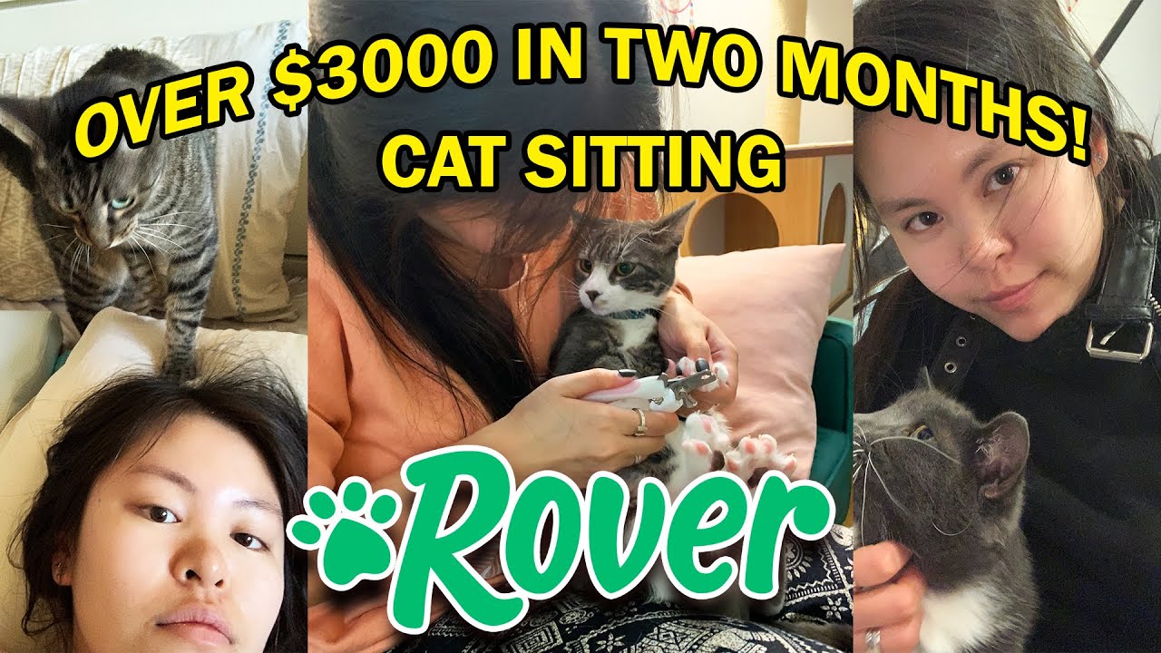 All You Need to Know about Rover.com as a Sitter | Review, Pros & Cons, & Tips (CAT SITTER)