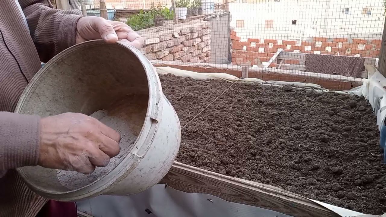 الطريقه الصحيحه ل زراعة السبانخ بكل سهوله