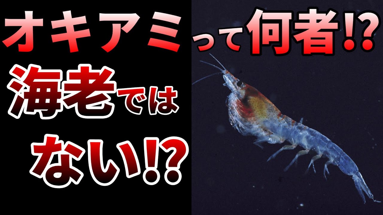 【ゆっくり】海の最重要生物！オキアミの凄すぎる生態とは⁉
