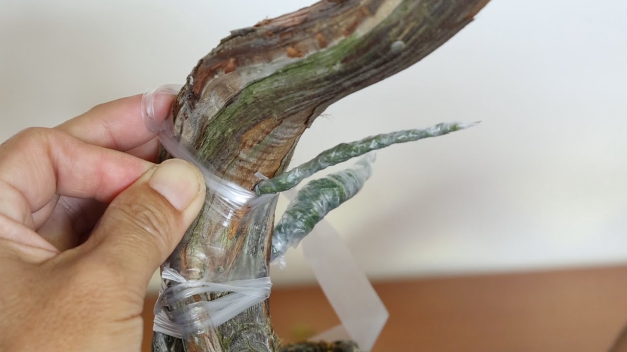 How to change the leaves　　真柏の衣替え