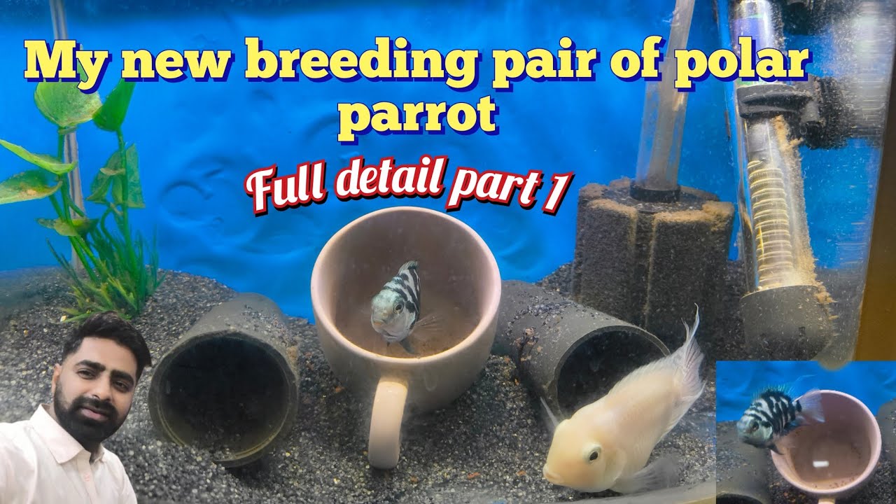 Polar parrot fish breeding process let's learn how to take care of eggs