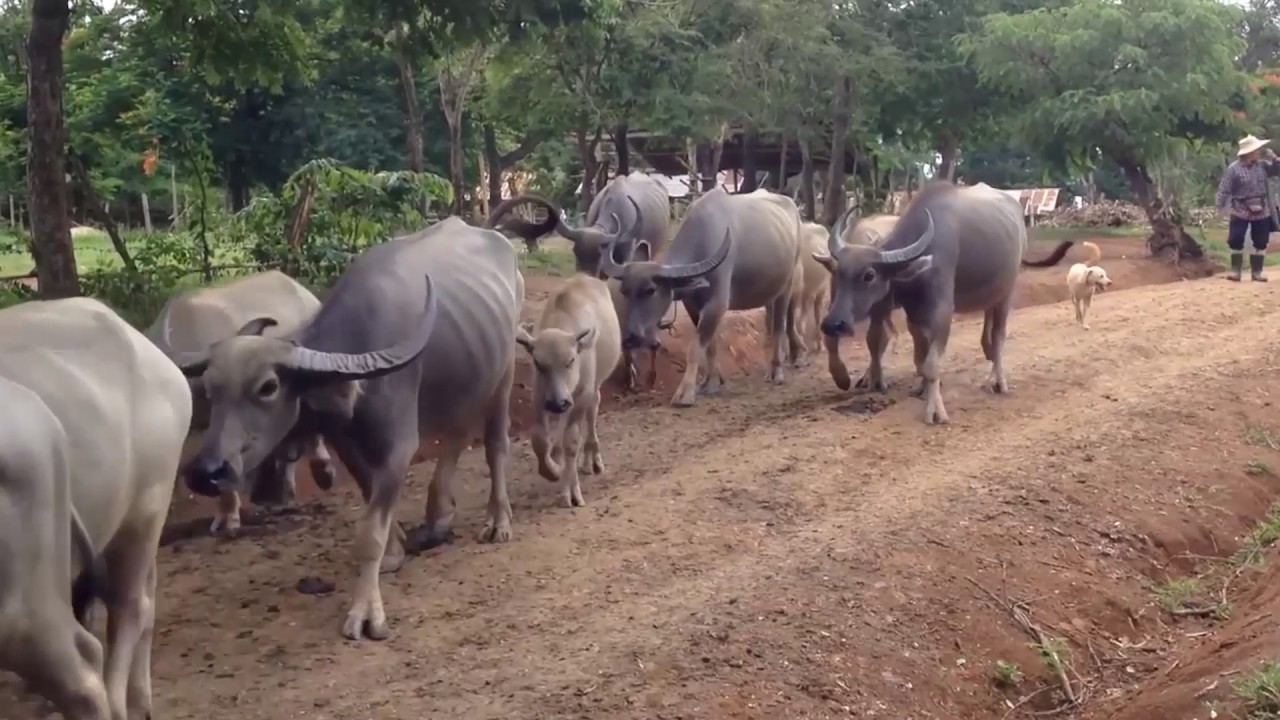 สารคดีเครือข่ายบวรคุณธรรม วัดป่าห่องเตย อำเภอเดชอุดม จังหวัดอุบลราชธานี