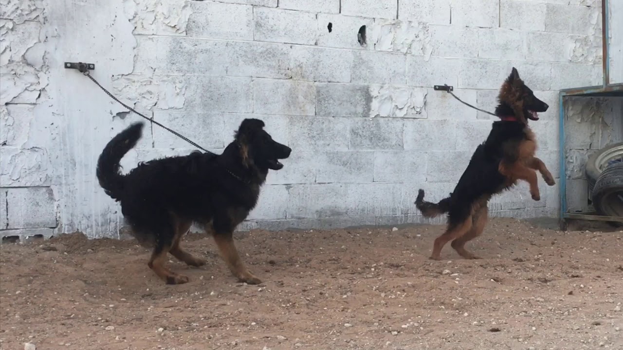 كيفية تدريب كلب حراسة جيرمن شيبردBart 1 German Shepherd#