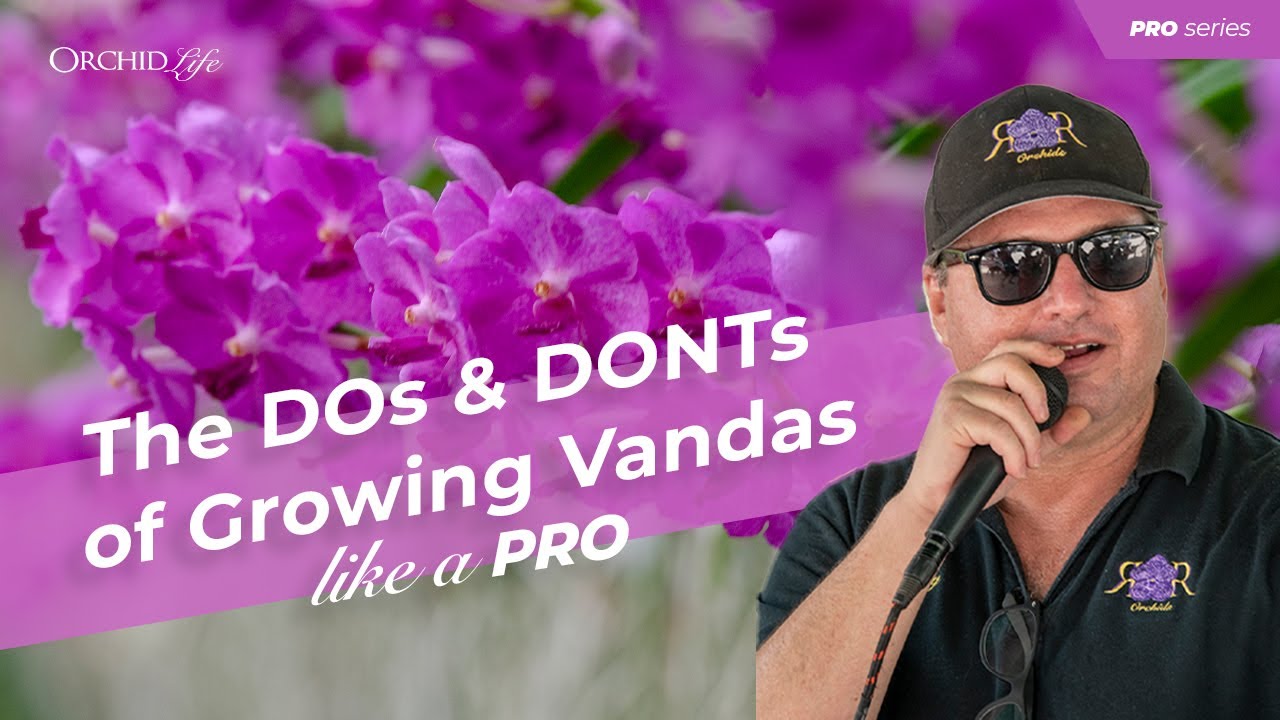The DOS And DONTs Of Growing Vandas