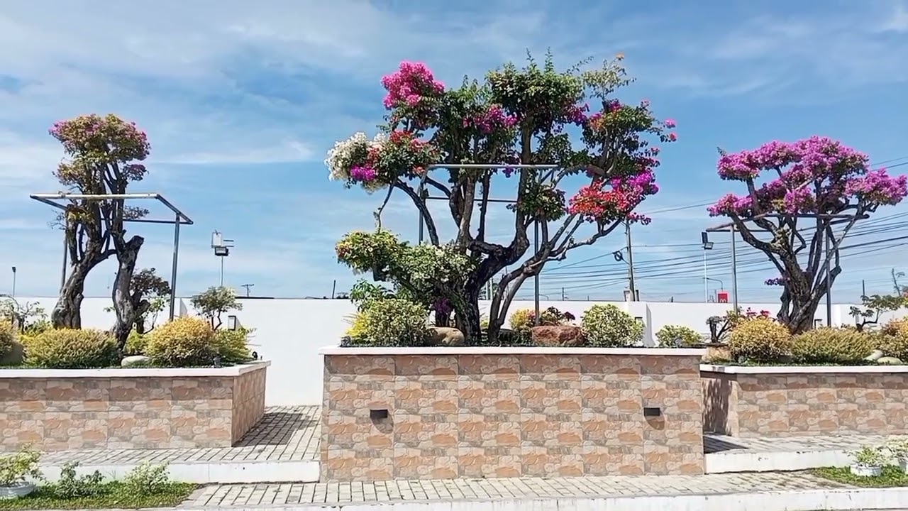 RARE HOUSE PLANTS 2026 | VARIEGATED PLANTS | RARE BOUGAINVILLEA PLANTS #viral #plants #gardening 