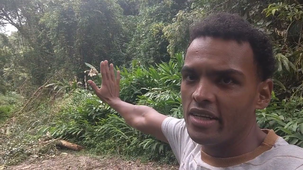Mata atlântica floresta trilha refúgio natural | interior de São Paulo Brasil reserva ambiental 