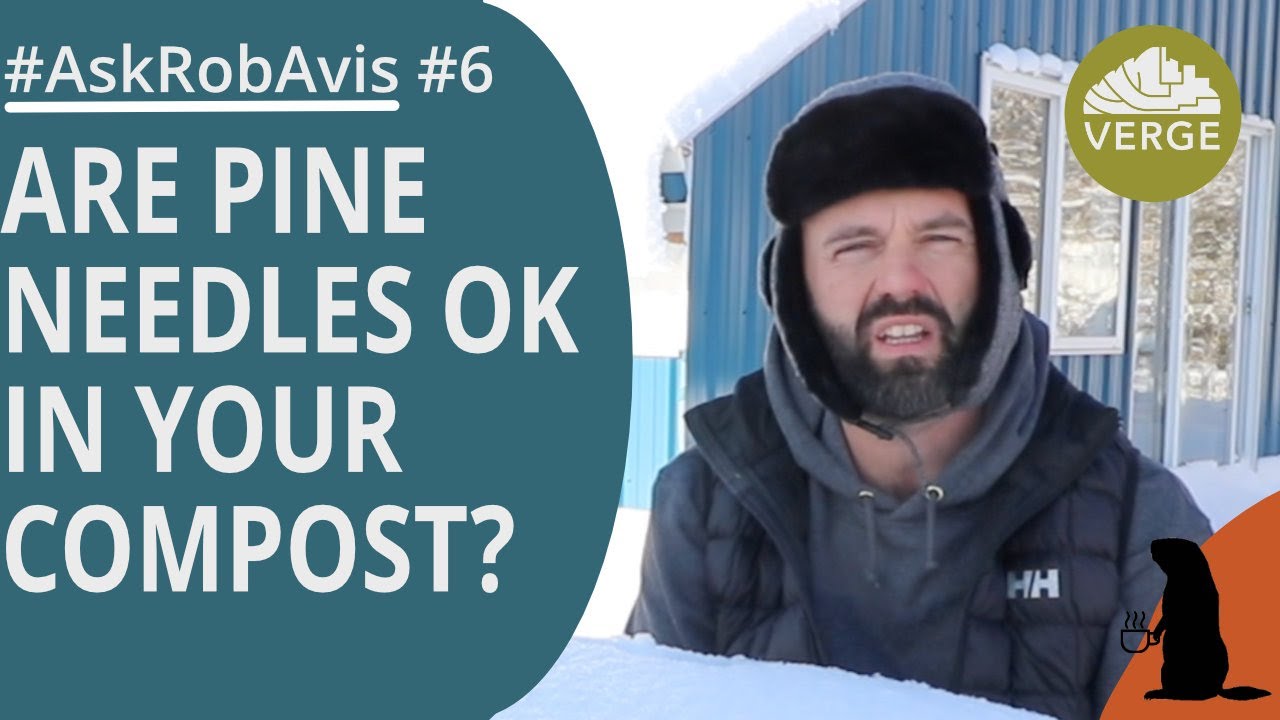 Are Pine Needles OK in Compost? Does Mulch Species Matter   #AskRobAvis 006