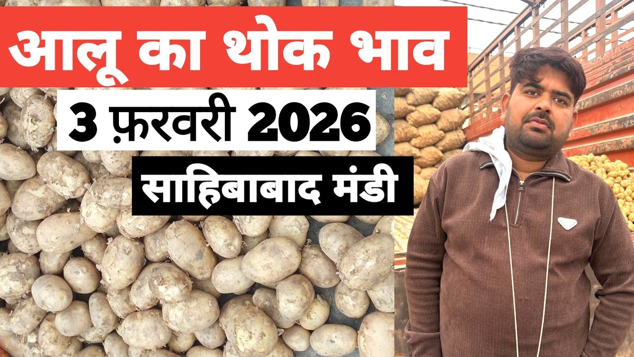 3 February 2026 🥔आलू का भाव साहिबाबाद मंडी | toady potato rates #aalu #aalubhav #potato #delhimandi