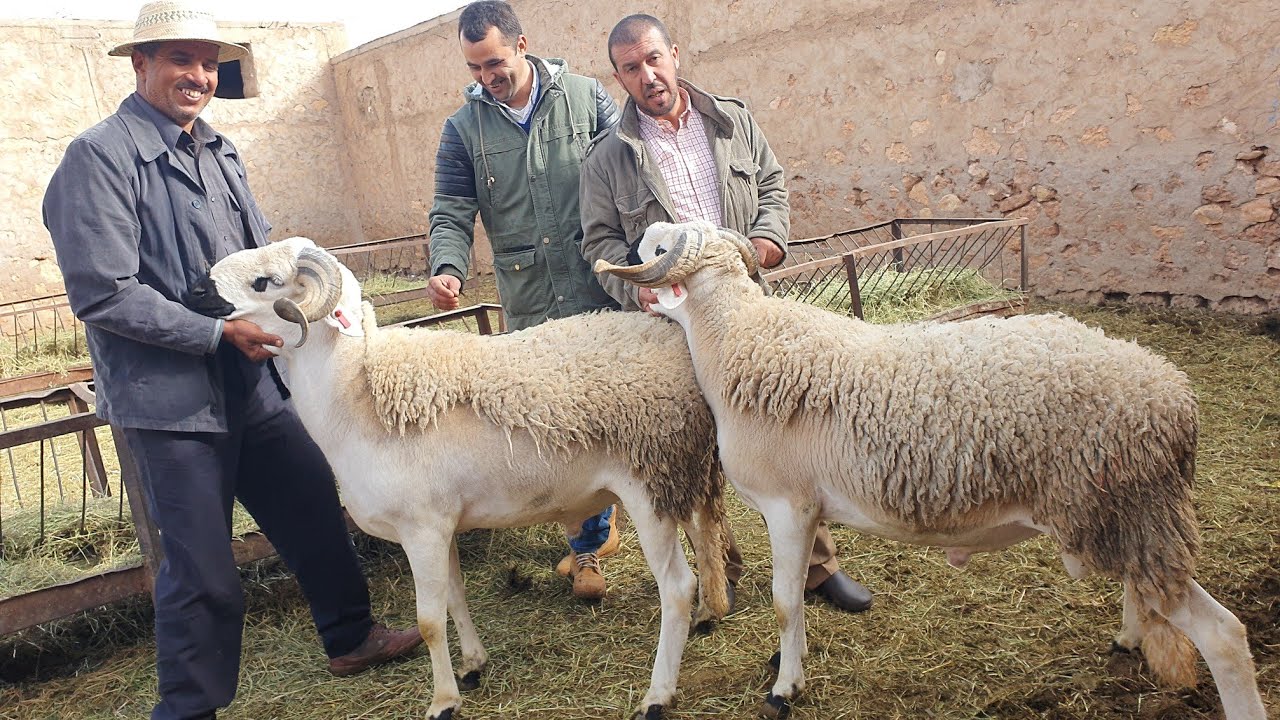 🔥🔥زيارة عند أحسن محسنين سلالة صردي🐏 عبدالكريم دحوحي🏅👑 الجزء أول