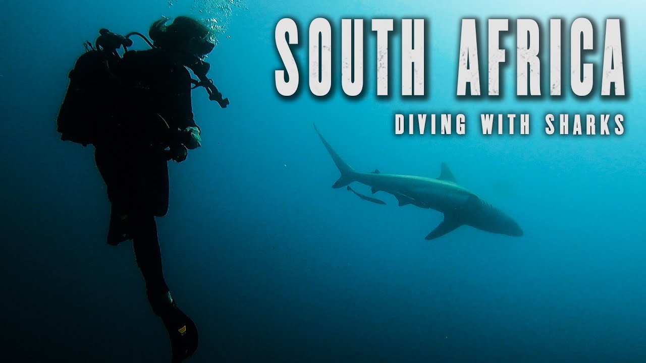 Exoloring the seas of South Africa | We went diving with sharks!