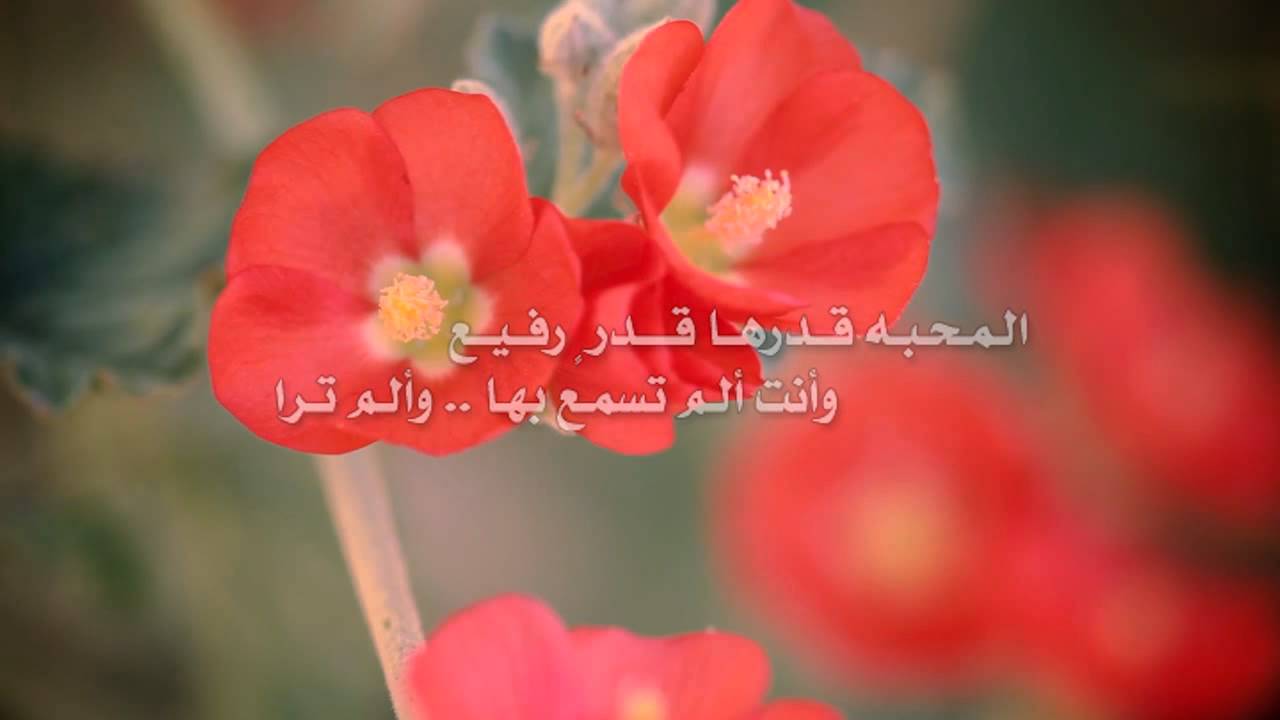 شيلة لاهب الفرقا كلمات سداح العتيبي أداء متعب الخيل تصميم وتنفيذ عفيف الشوق
