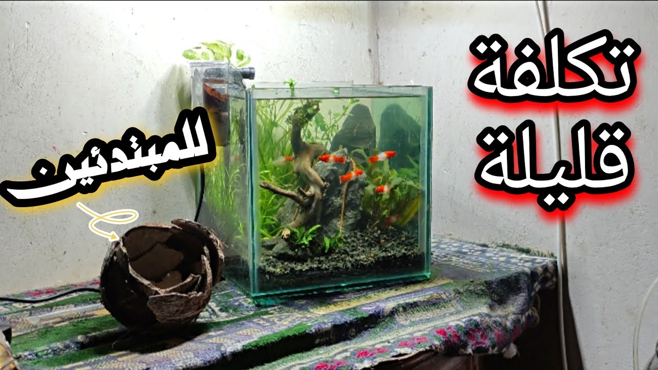 تجهيز حوض سمك زينه للمبتدئين بالخطوات