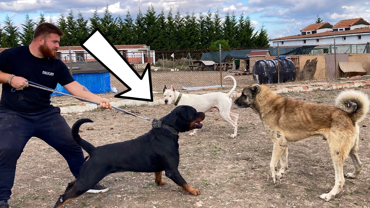 Tehlike Rottweiler TYSON KANGAL AYI’YA DALDI!