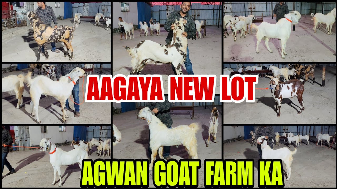 Agaya New Lot Agwan Goat Farm Ka Jabardast Malwe Kote Barbari Bhiwandi Padgha