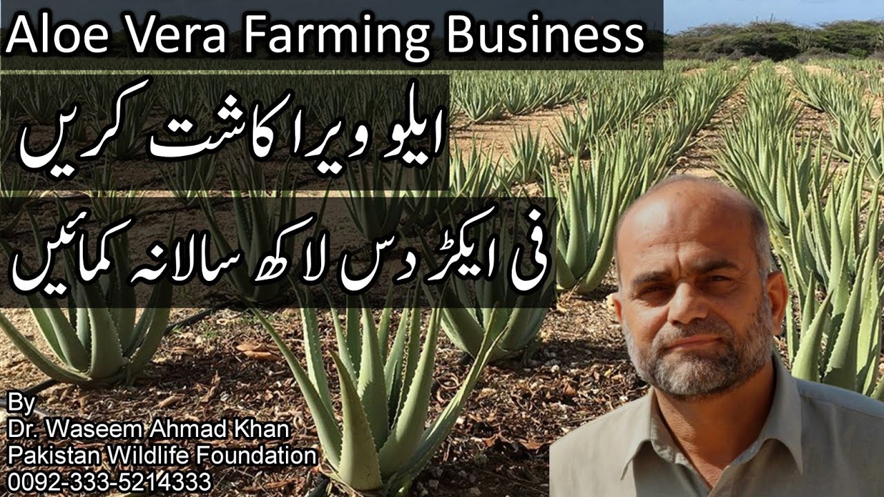 Aloe Vera Cultivation Business | Aloe Vera Lgaen Lakhon Kmaen | Aloe Vera Farming | Qawar Gandal  