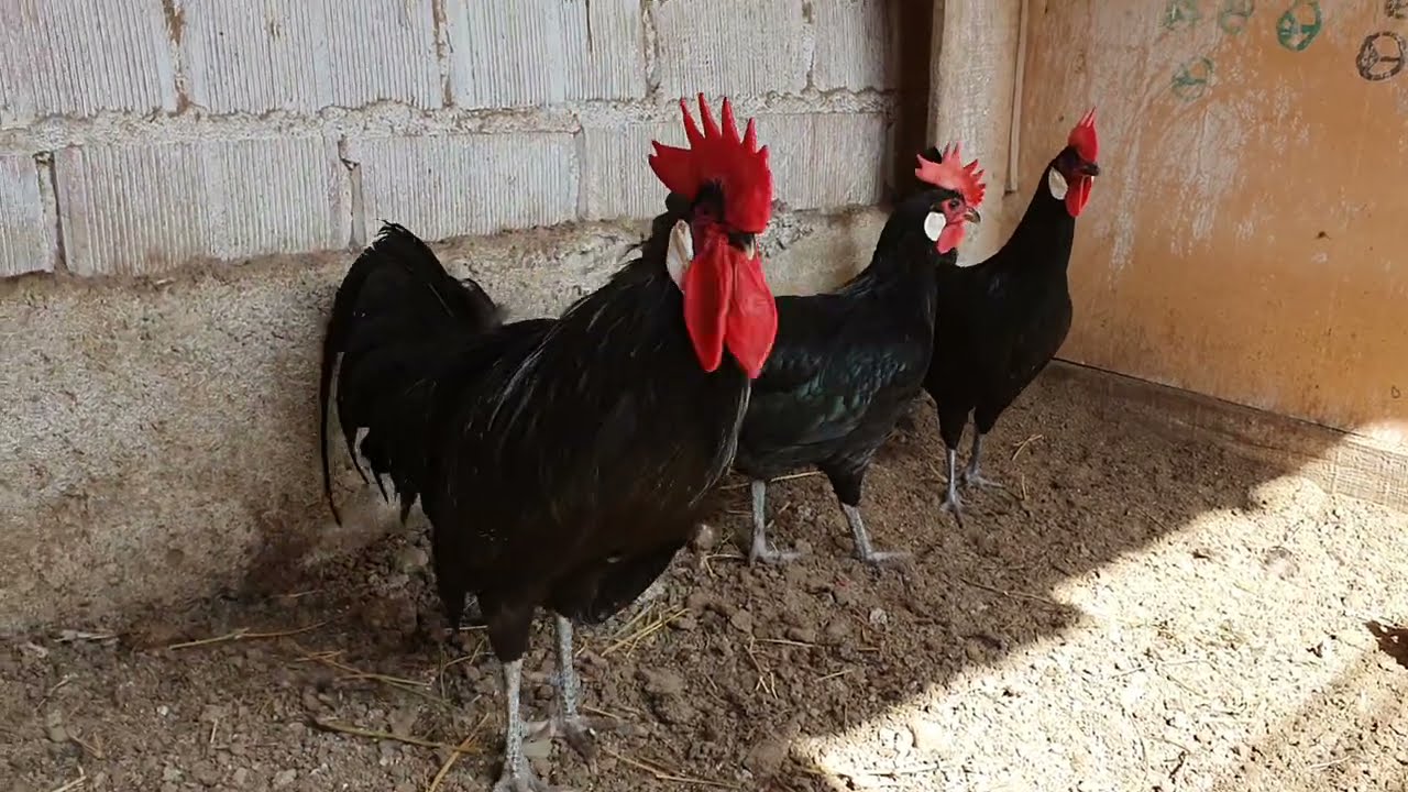 SÜS TAVUKLARINDA TAM Bİ EKOL . TÜRKİYE NİN EN ESKİ TAVUKÇULARINDAN YUSUF DÜRÜST